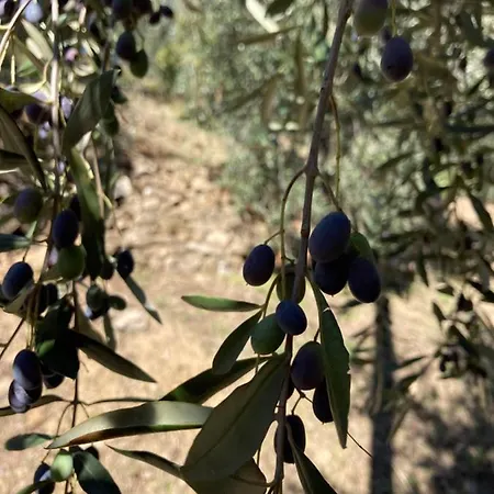 Casa Mediterraneo Дом отдыха Diano San Pietro