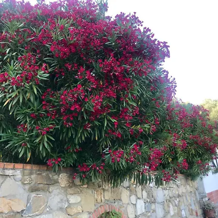 Дом отдыха Casa Mediterraneo Diano San Pietro