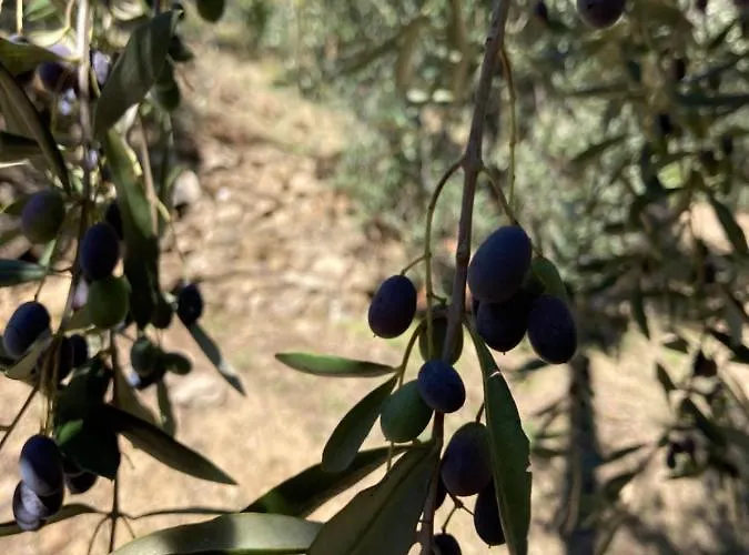 Casa Mediterraneo Dom wakacyjny Diano San Pietro