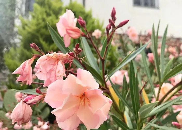 Casa Mediterraneo Diano San Pietro